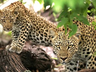 best national parks in africa for a safari